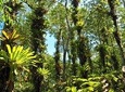 Botanical garden route + Aviar Route, Regular
