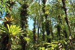 Botanical garden route + Aviar Route, Regular