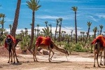 Marrakech: Half-Day Desert Quad & Dromedary Tour