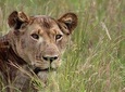 3 Days Camping Safari Tour Tanzania