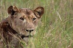 3 Days Camping Safari Tour Tanzania