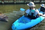 Thousand Island Mangrove Tunnel, Manatee & Dolphin Kayak Tour! 