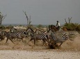 Horse safaris in Tanzania 
