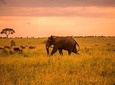 5 Day Serengeti Luxury Safari