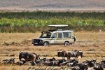 6 Day Wildlife Mid range Safari