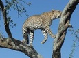 2 Day Tanzania Luxury Safari