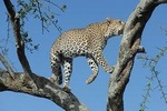 2 Day Tanzania Luxury Safari