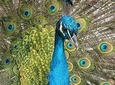 Highlights Of Rhodes - The Green Tour