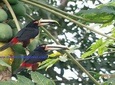 Richard Hernandez naturalist guide - Private Mindo cloud forest day tour