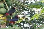 Richard Hernandez naturalist guide - Private Mindo cloud forest day tour