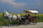 Food and wine tour