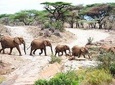 8 Day Safari (Including Serengeti) & Zanzibar Extension