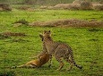 4 Day Camping Safari