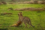 4 Day Camping Safari