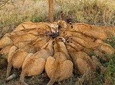 5 Days Budget Mid Range Safari Tour Tanzania