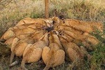 5 Days Budget Mid Range Safari Tour Tanzania