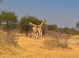 SAFARI - Zakouma National Park