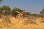 SAFARI - Zakouma National Park