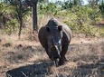 Game Drive And Rhino Walk