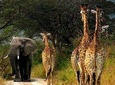 4 Days Lake Manyara, Serengeti and Ngorongoro Crater 