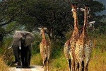 4 Days Lake Manyara, Serengeti and Ngorongoro Crater 