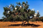 Marrakech historical day trip to Essaouira