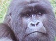 3 days Gorilla Tracking and conservation experience 