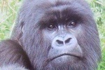3 days Gorilla Tracking and conservation experience 