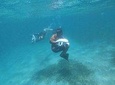 Turtle spotting snorkeling adventure