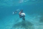 Turtle spotting snorkeling adventure