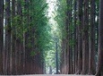 Private Nami Island Photo Shoot and Tour with a Photographer
