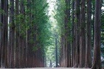 Private Nami Island Photo Shoot and Tour with a Photographer