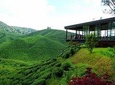 Cameron Highlands to Kuala Lumpur City 1-way Transfer