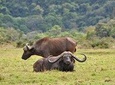 4 Days Budget Mid Range Safari Tour Tanzania
