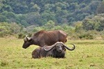 4 Days Budget Mid Range Safari Tour Tanzania