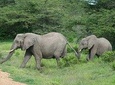 5 Days Safari to Selous & Mikumi