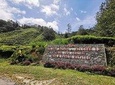 Cameron Highlands Full-Day Tour