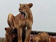 Half Day Nairobi National Park Guided Game Drive 