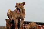 Half Day Nairobi National Park Guided Game Drive 