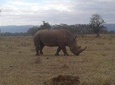 4 Days Maasai Mara and Lake Nakuru Unforgettable Safari