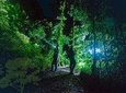 Birdwatching Night Experience with Flashlights in Monteverde