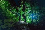 Birdwatching Night Experience with Flashlights in Monteverde