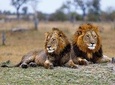 3 Days Shared Safari Tour 