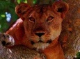 5-Days Mountain Gorillas, Batwa & Queen Elizabeth National Park Adventure
