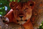 5-Days Mountain Gorillas, Batwa & Queen Elizabeth National Park Adventure