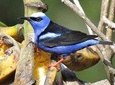 Birding with Esteban daily guided tours.