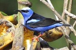 Birding with Esteban daily guided tours.