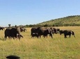 4 Days safari Tour Tanzania 