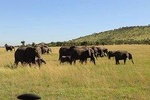 4 Days safari Tour Tanzania 