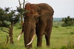 Kruger Park 2-day Safari from Maputo